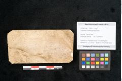 Foto (Objekt + Etikett) von Cyperites hoettingensis Palla (NHMW-GEO-2024-0188-11599)